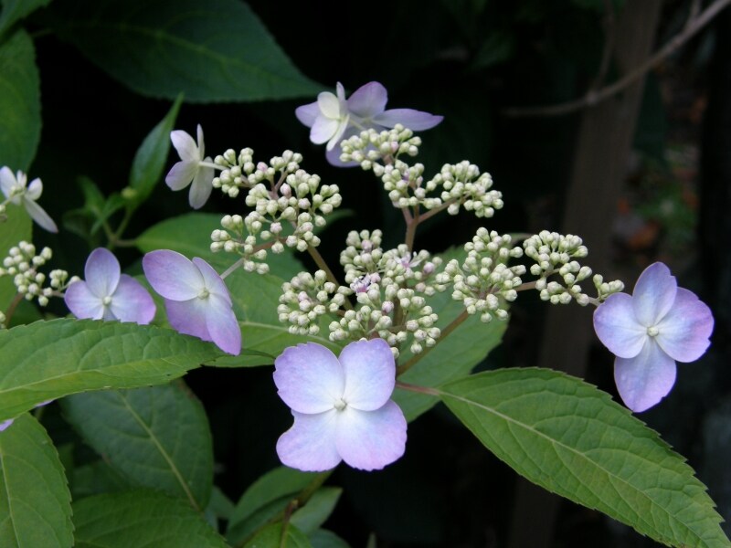 ヤマアジサイの花