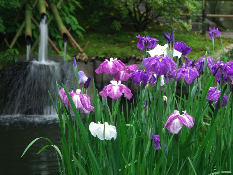 放生池に咲くハナショウブ