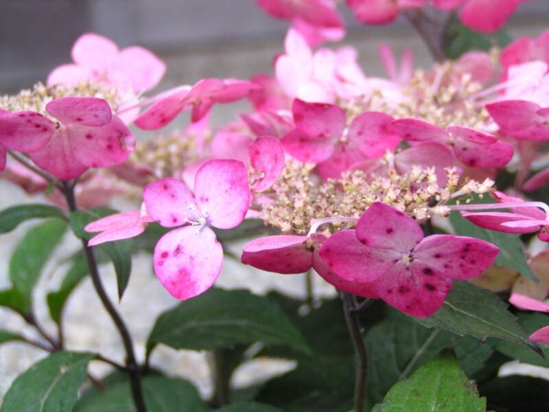 ヤマアジサイの花