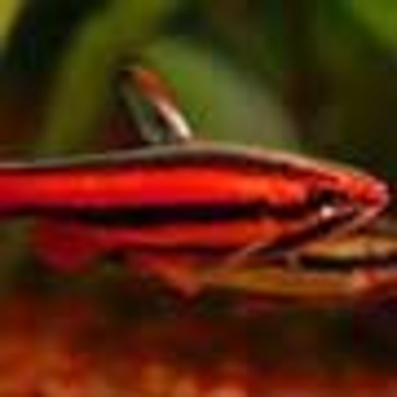 アークレッドペンシル（オス）