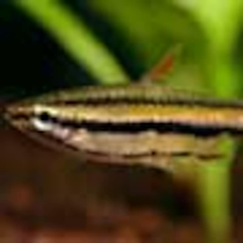 アークレッドペンシル（メス）