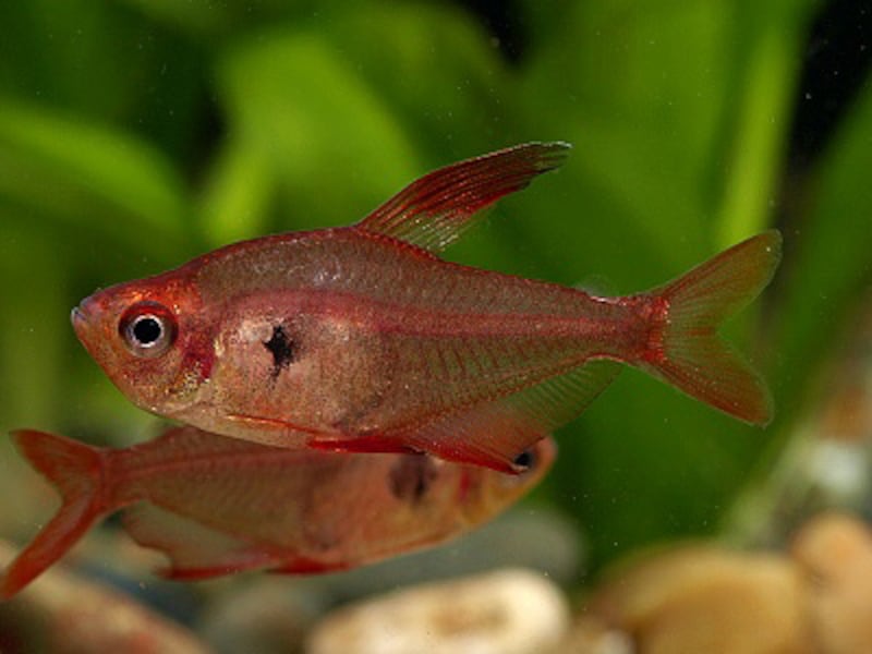 レッドファントムテトラ Hyphessobrycon sweglesi