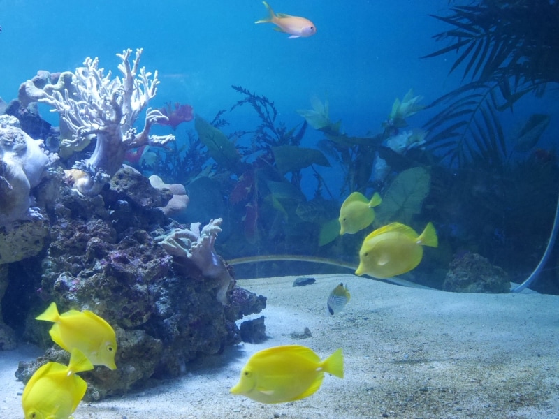 「レタスを食べる草食系の魚だ」と説明したのは、アクアミュージアムのウェルカム水槽「キイロハギ」の前(2016年6月19日撮影)