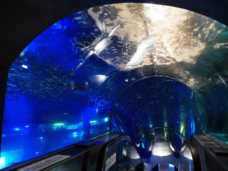 小学校時代、鮫島社長は飼育係、美咲は学級委員だった話をしながら昇った「アクアチューブ」(2016年6月19日撮影)