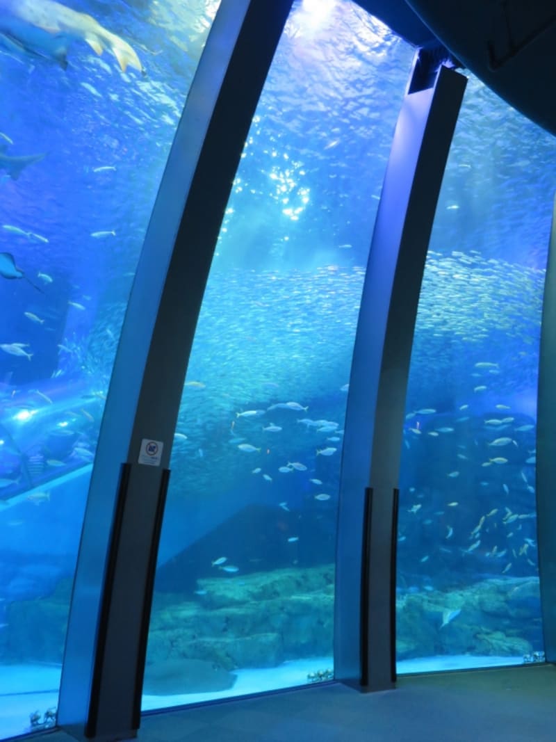 初めて「レイさん」「ミサさん」と呼び合った大水槽の前。約5万尾のイワシの大群泳が見られます(2014年7月4日撮影)