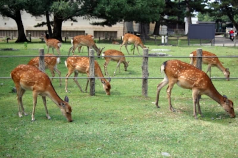 奈良公園の鹿たち