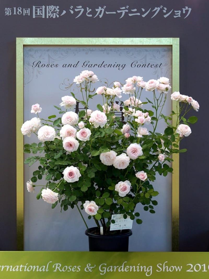 鉢植え部門大賞「花ぼんぼり」undefined