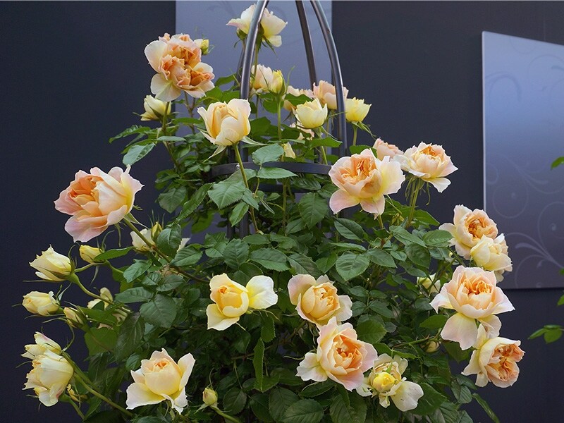 ランタンシロトイユ