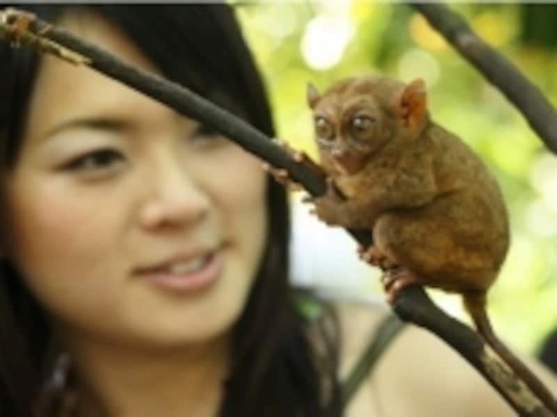 メガネザル「ターシャ」