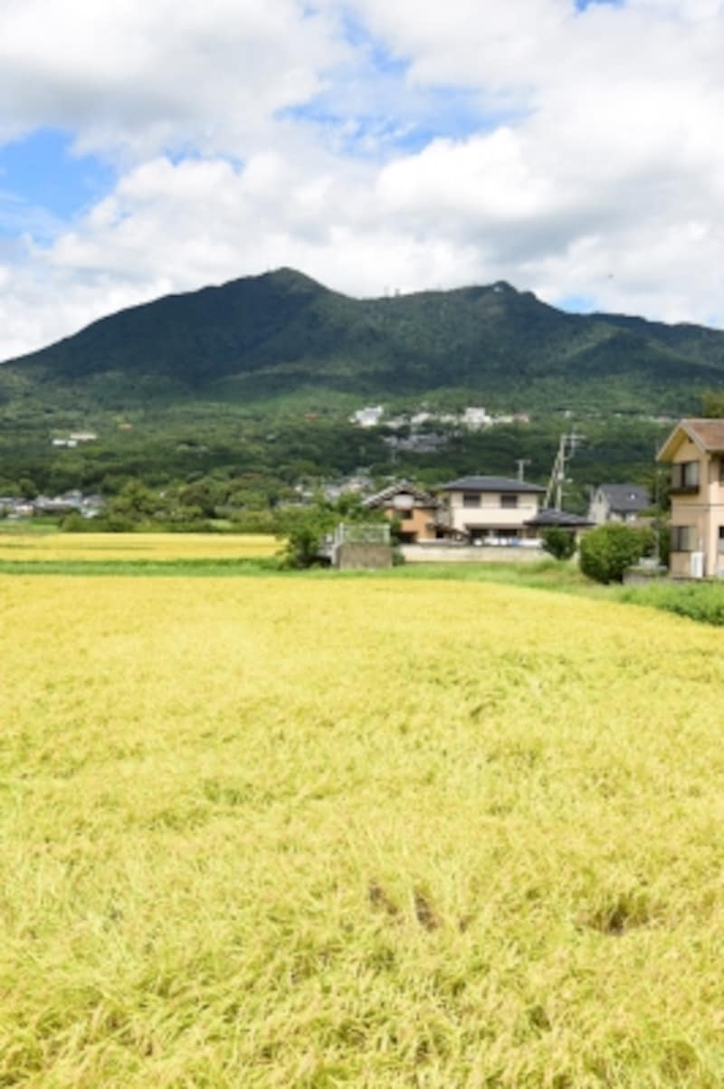 刈り入れ前の穂が風に揺れる田んぼの向こうには、男体山と女体山の2つの山頂が見える