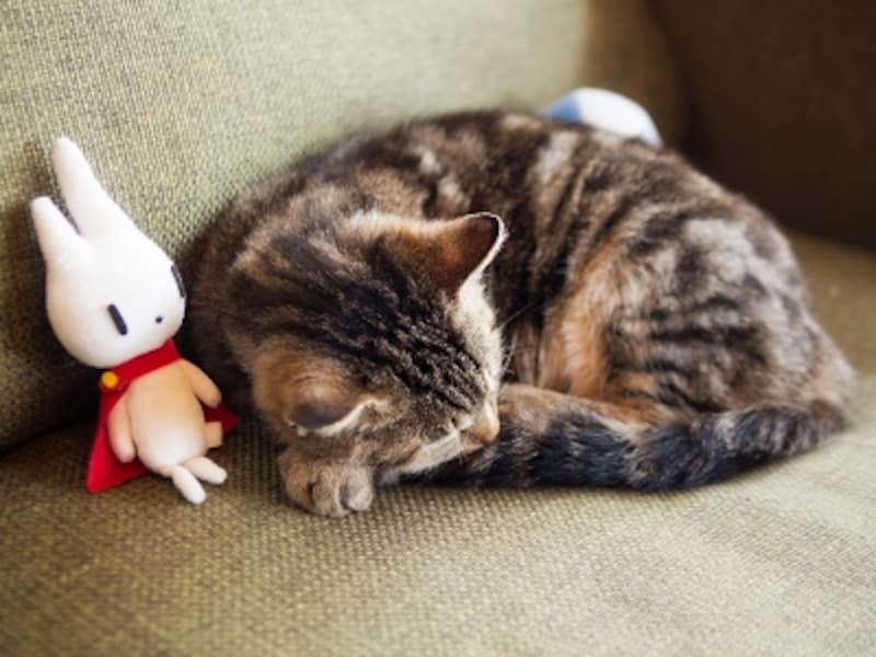 この白いウサギが「ふわり」。眠る看板猫とともに。