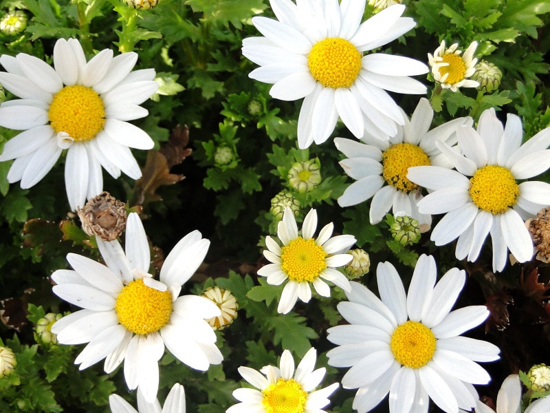 マーガレットなどの中央部にたくさん集っている小さい虫、それがヒメマルカツオブシムシであることが多いのです