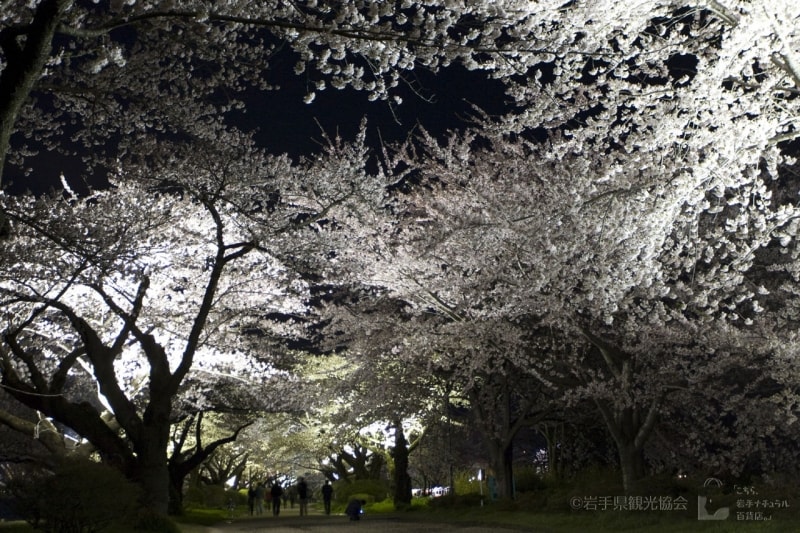 幻想的な風景を楽しんでください