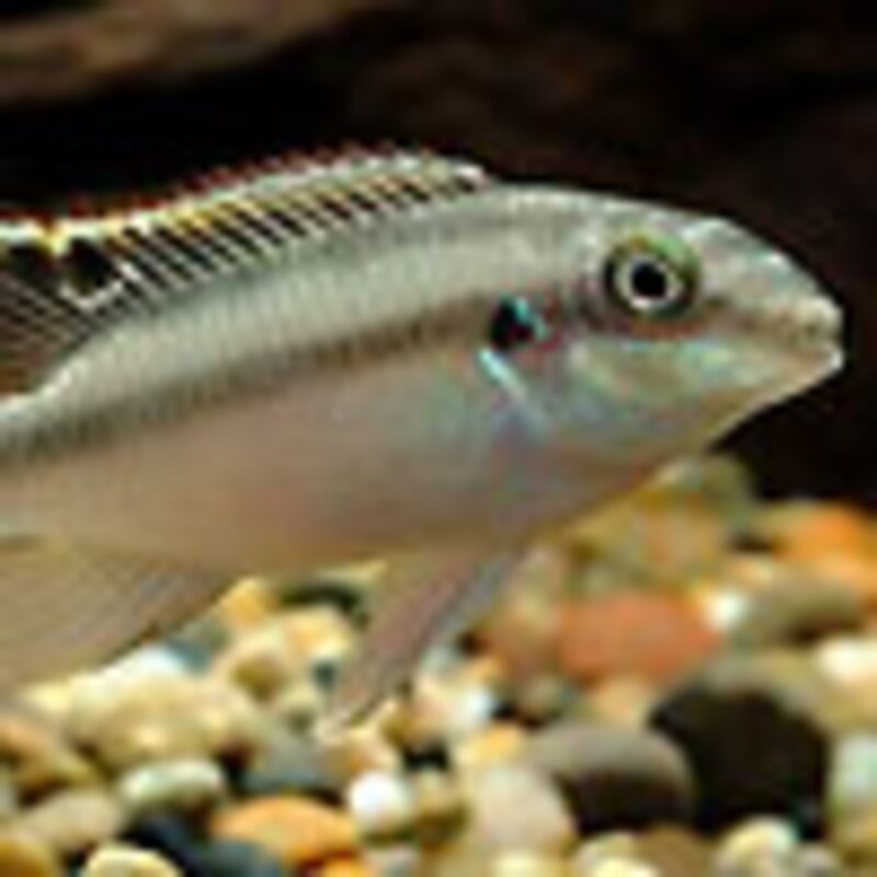 ペルヴィカクロミス・プルケール