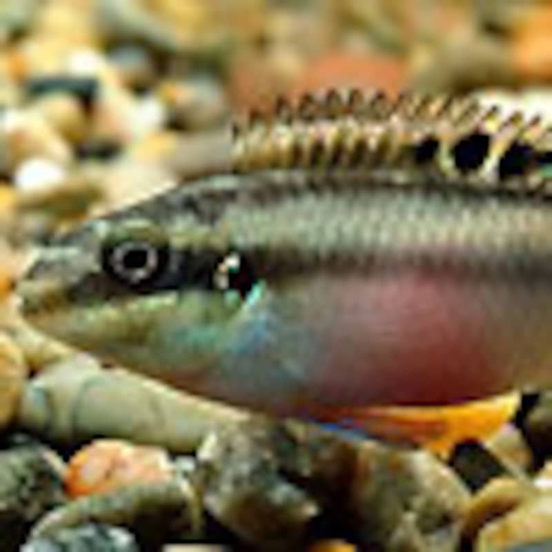 ペルヴィカクロミス・プルケール