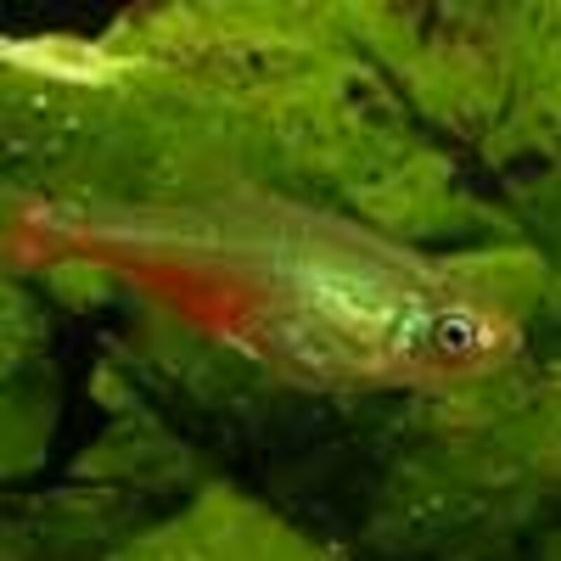 グリーンファイアーテトラ