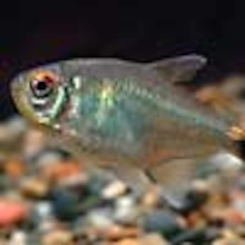 ヘッドアンドテールライトテトラ