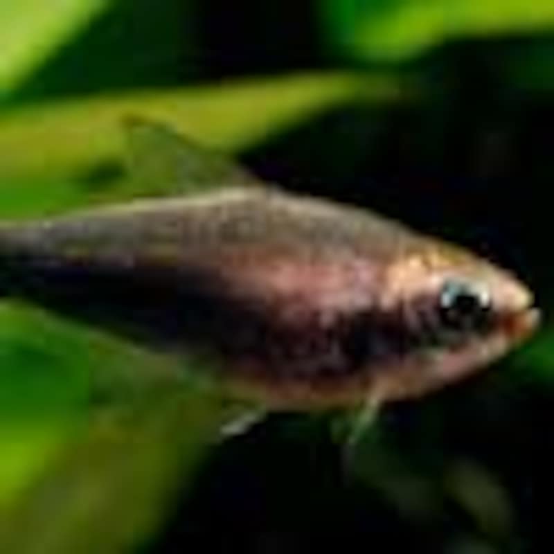 ブラックエンペラーテトラ
