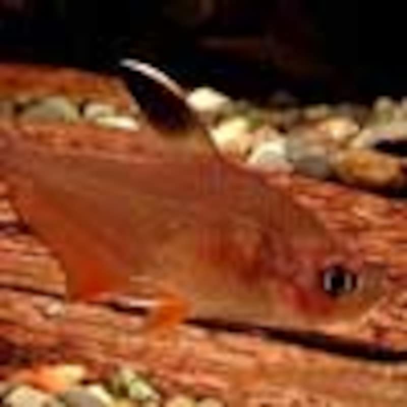 ロージーテトラ