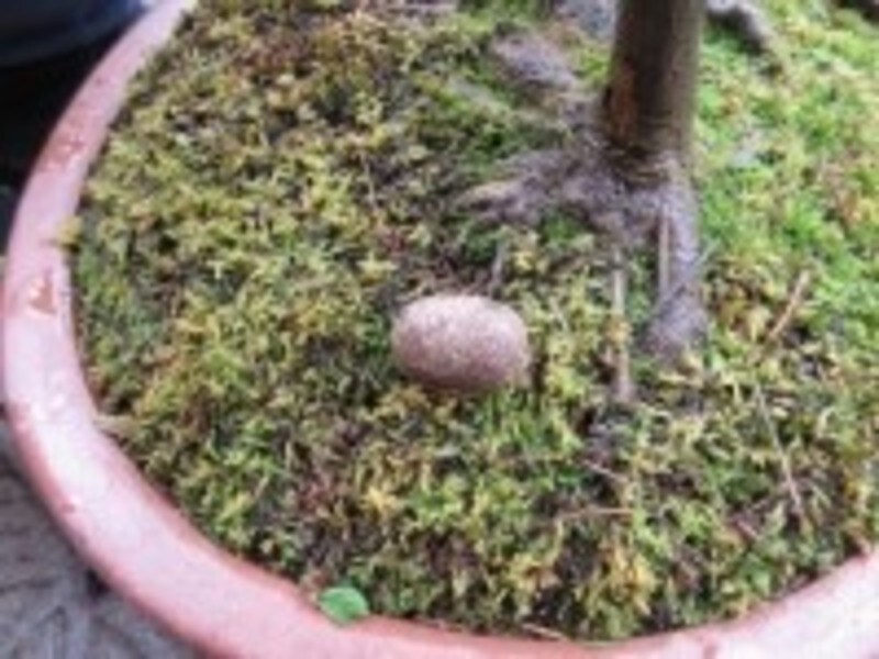 盆栽への肥料の与え方