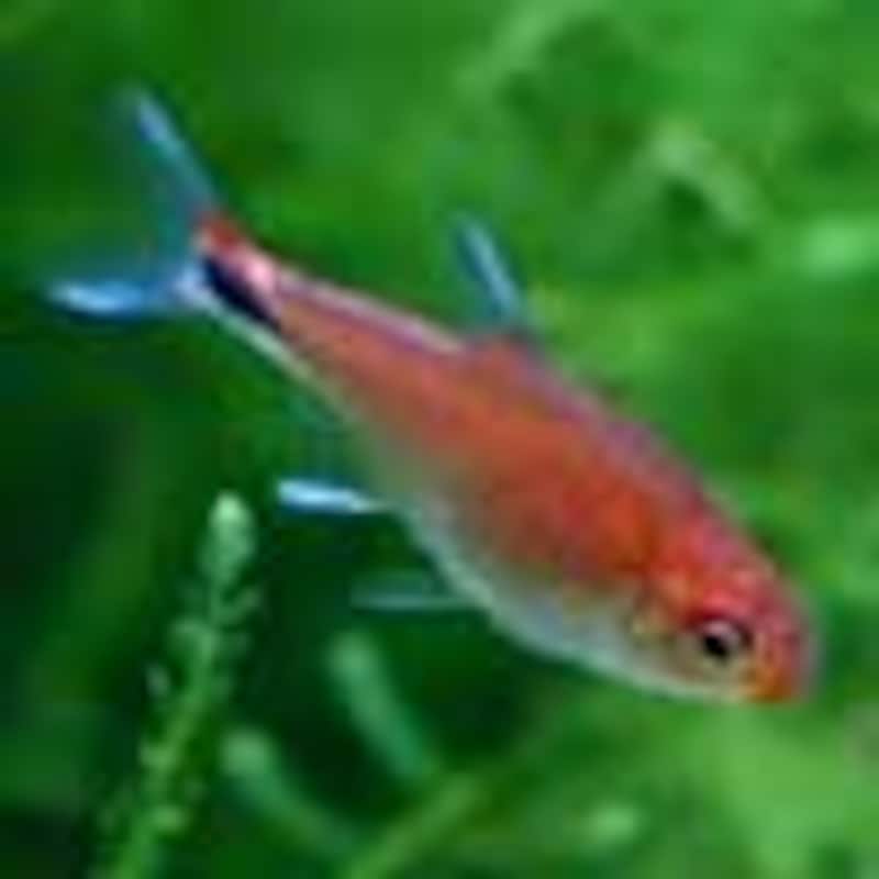 ディープレッドホタルテトラ