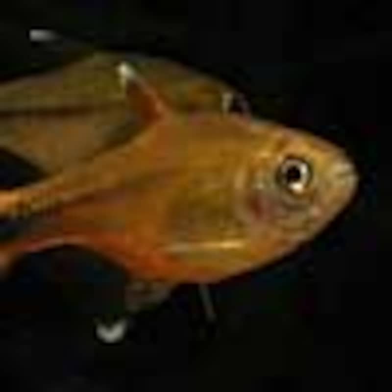 シルバーチップテトラ