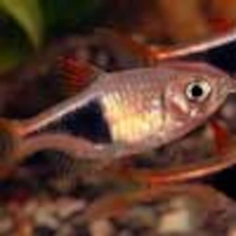 ラスボラへテロモルファ