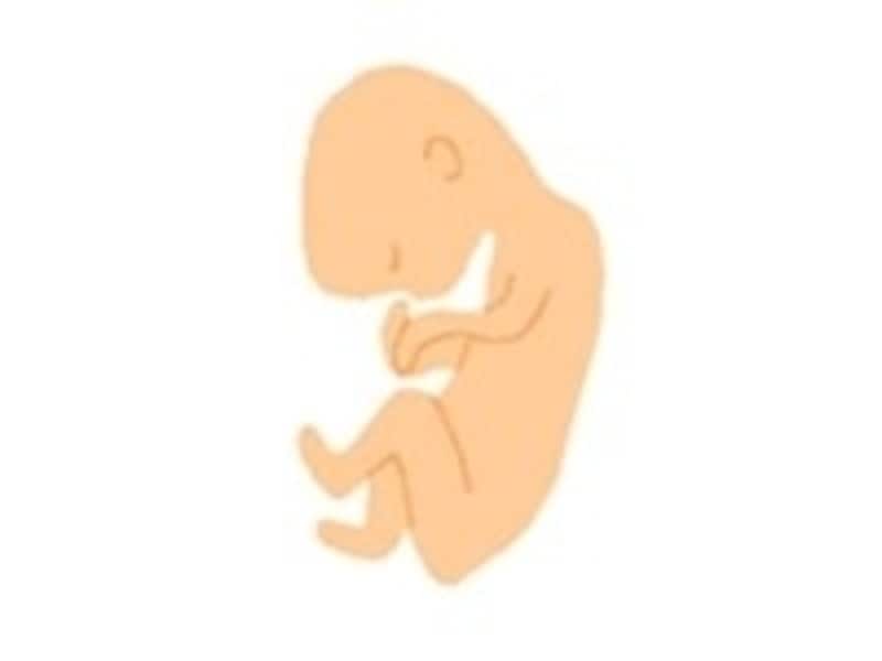 妊娠週数カレンダー　妊娠4か月の胎児…妊娠週数12週・13週・14週・15週