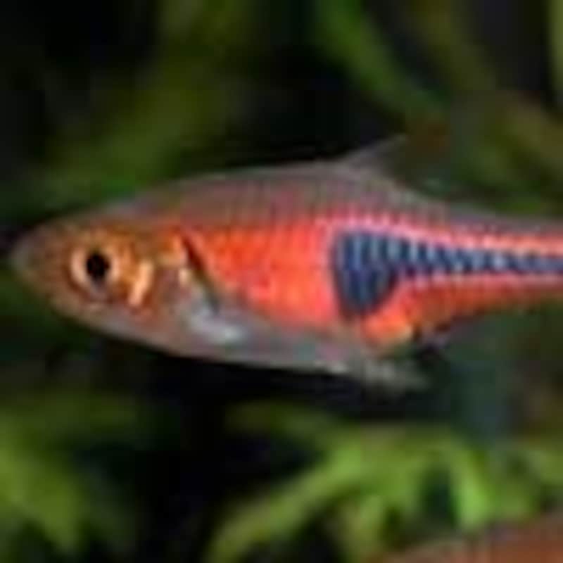 ラスボラ・エスペイ