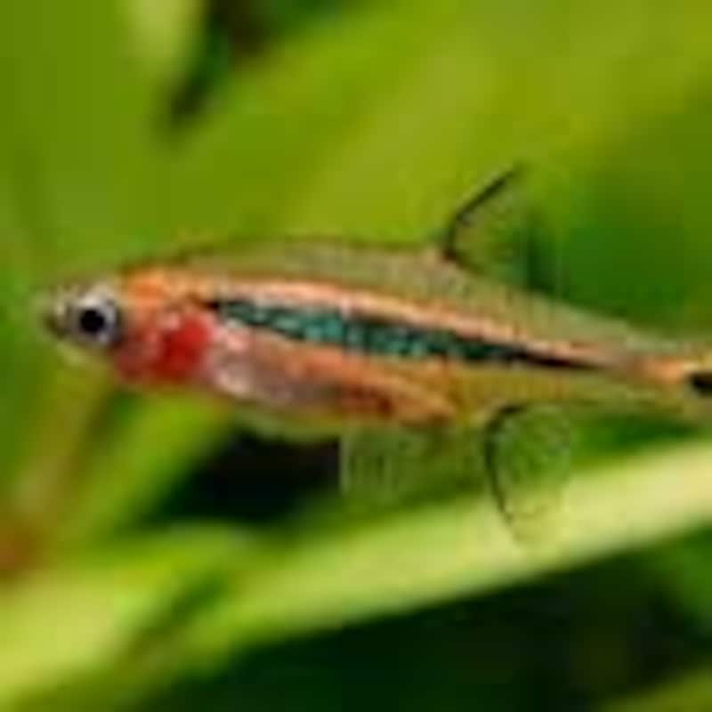 ボララス・ウロフタルモイデス