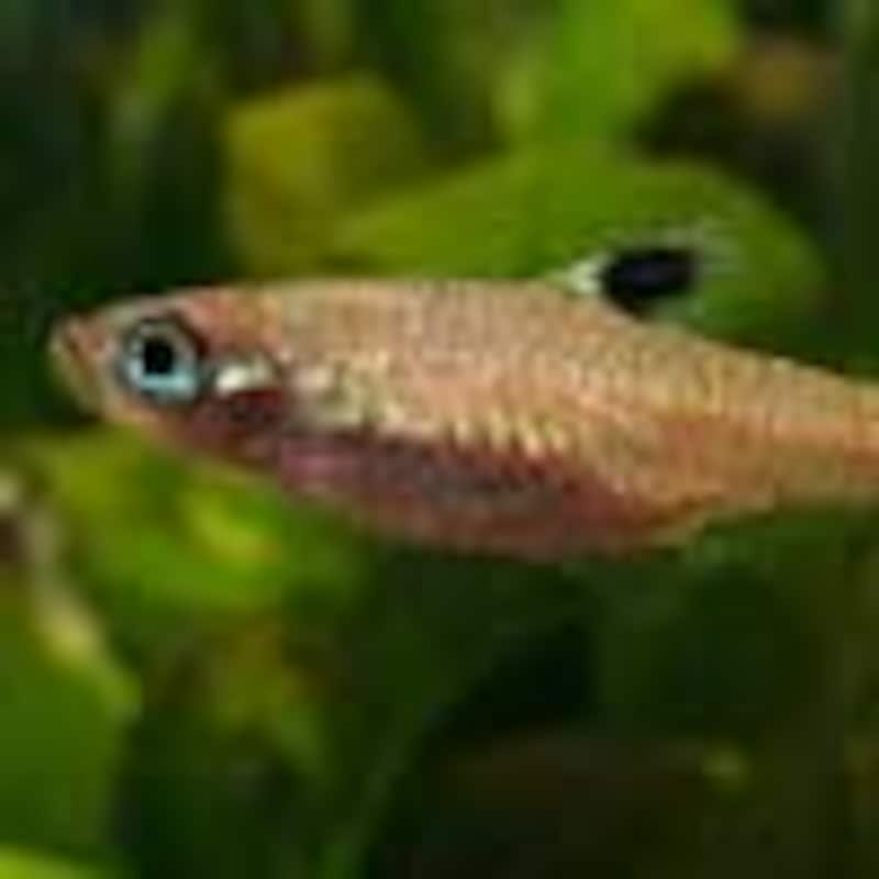 ブルーアイ・ラスボラ