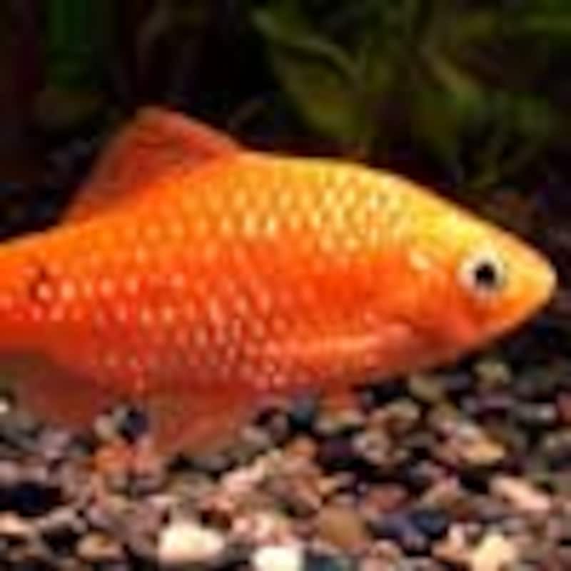 ロージィ・バルブ