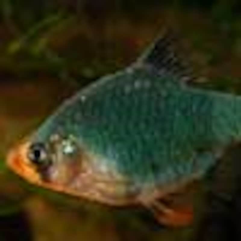 グリーン・スマトラ