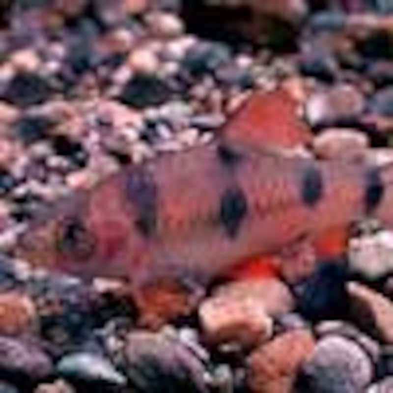 クラウン・バルブ