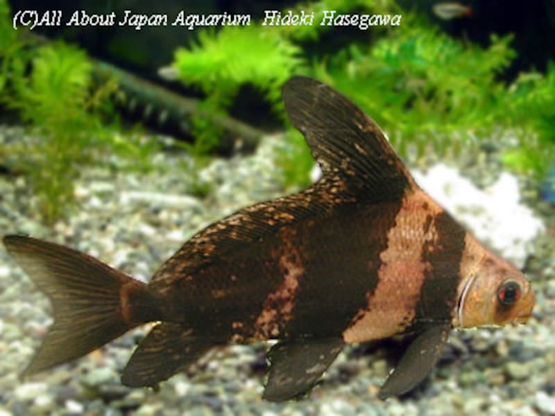 エンツュイ Myxocyprinus asiaticus