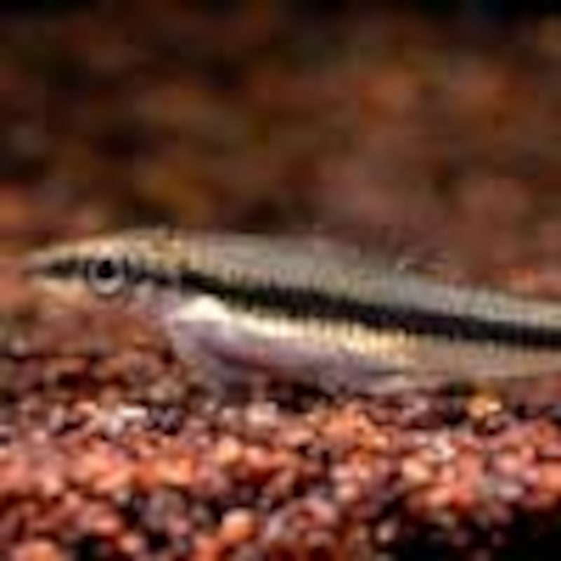 サイアミーズ・フライングフォックス