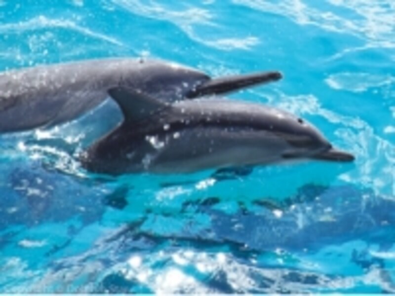 ハワイオプショナルツアーベルトラ