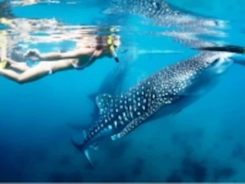 アジアオプショナルツアーベルトラ