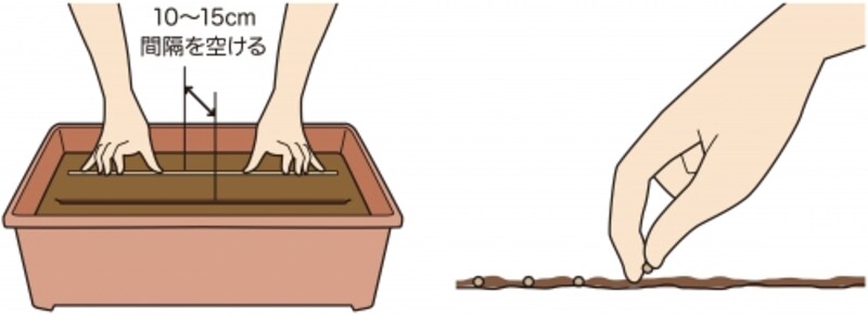 すじまき
