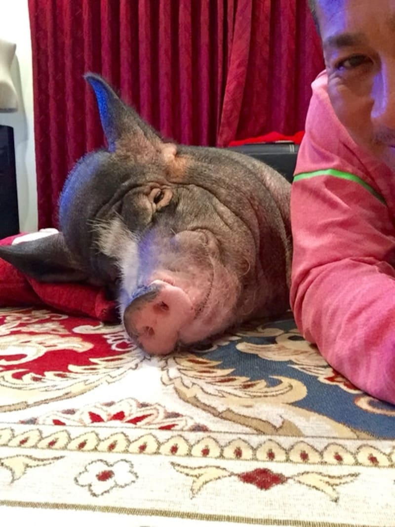 愛豚の「セブン」と。でもコラボ商品の先行発売はファミマなのでお間違えなく!