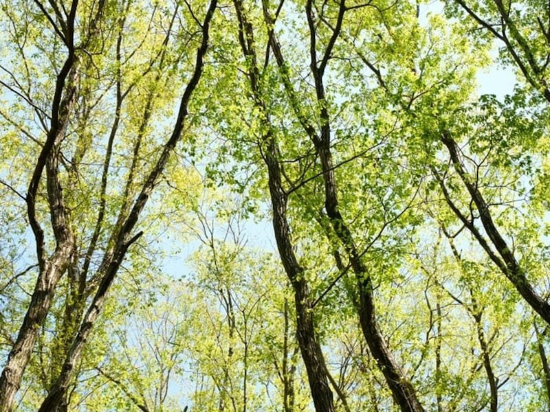 なぜ8月11日が祝日「山の日」になったの？