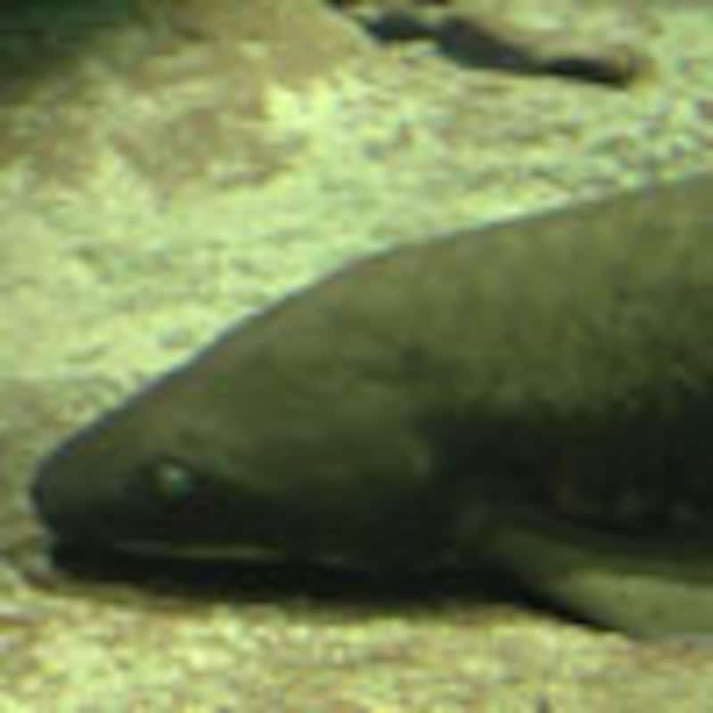 ネオケラトドゥス・フォルステリ