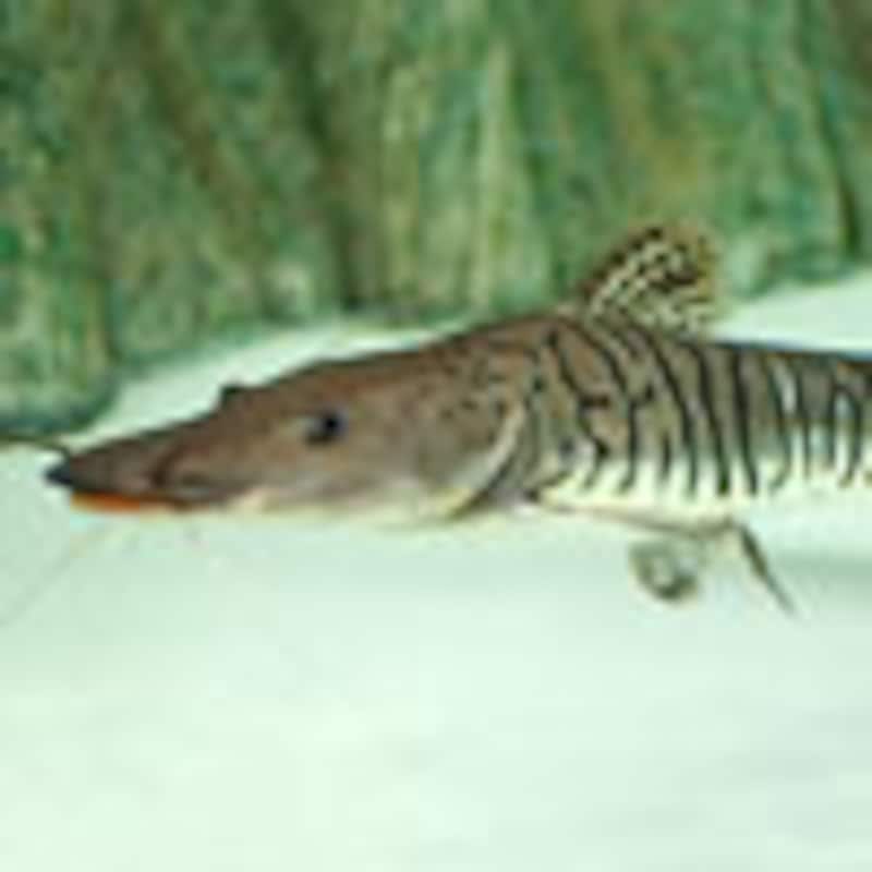 タイガーシャベルノーズ