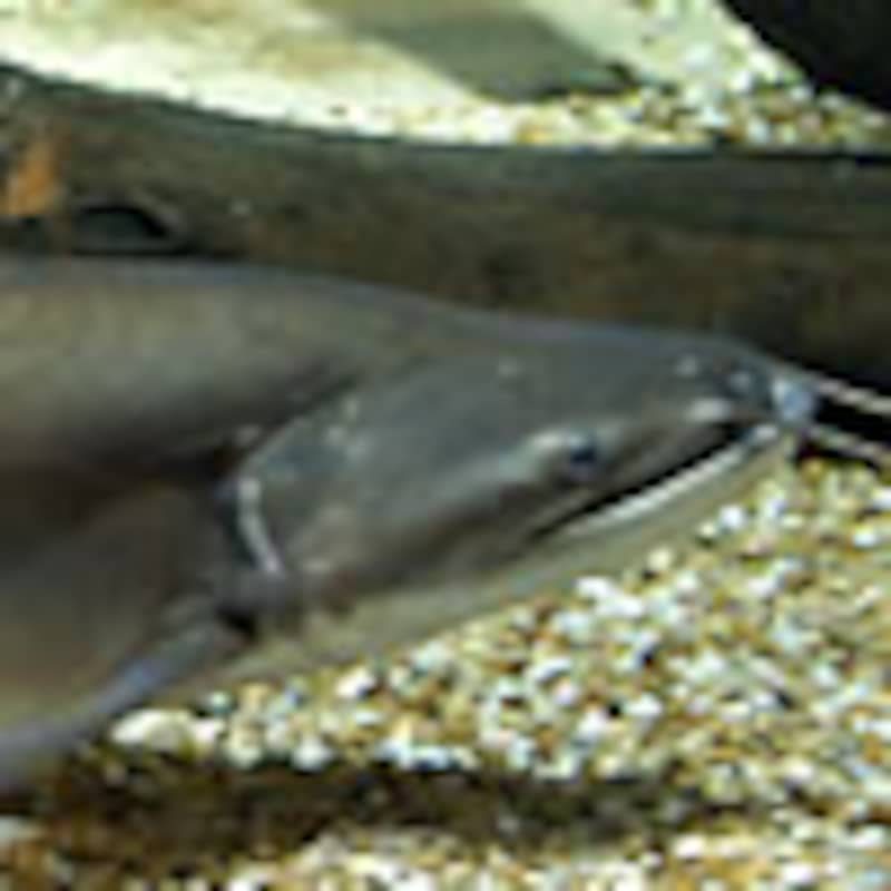 ワラゴ・アトゥー