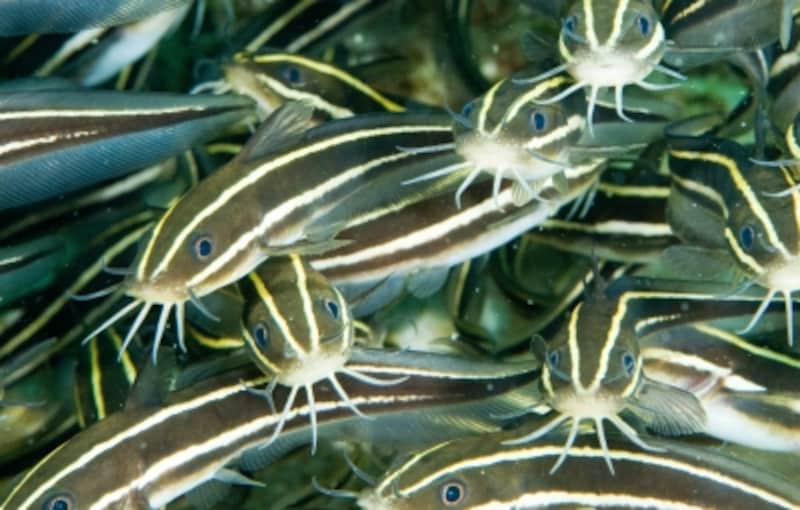 海の危険生物と対処法 クラゲやウミヘビの毒等 死に至ることも スキューバダイビング All About 海の危険生物と対処法 クラゲやウミヘビの毒等 死に至ることも スキューバダイビング All About