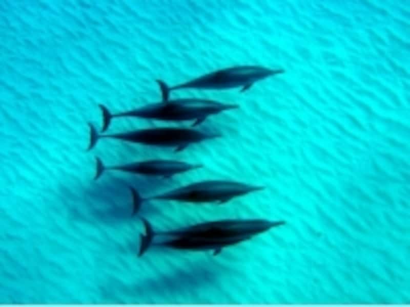 ハワイのオプショナルツアーundefinedベルトラ