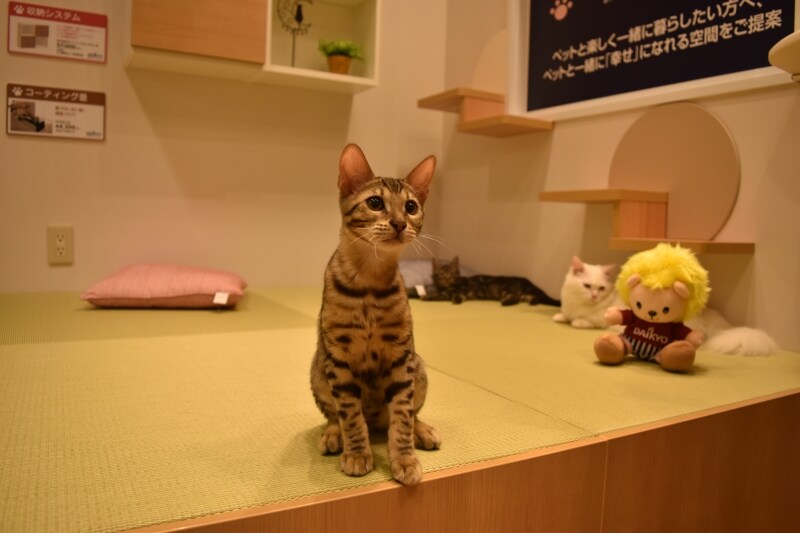 『コラボレーションルーム』の猫