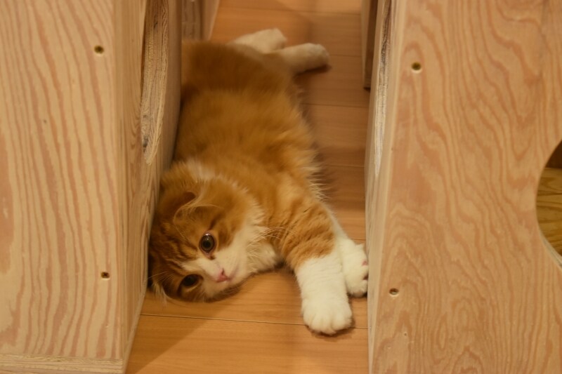 『コラボレーションルーム』の猫