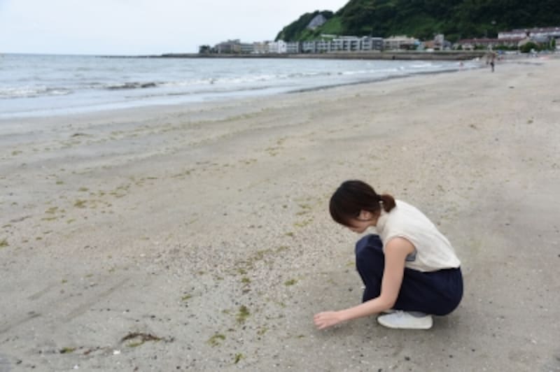 由比ヶ浜の海岸では、きれいな貝殻が見つかりました