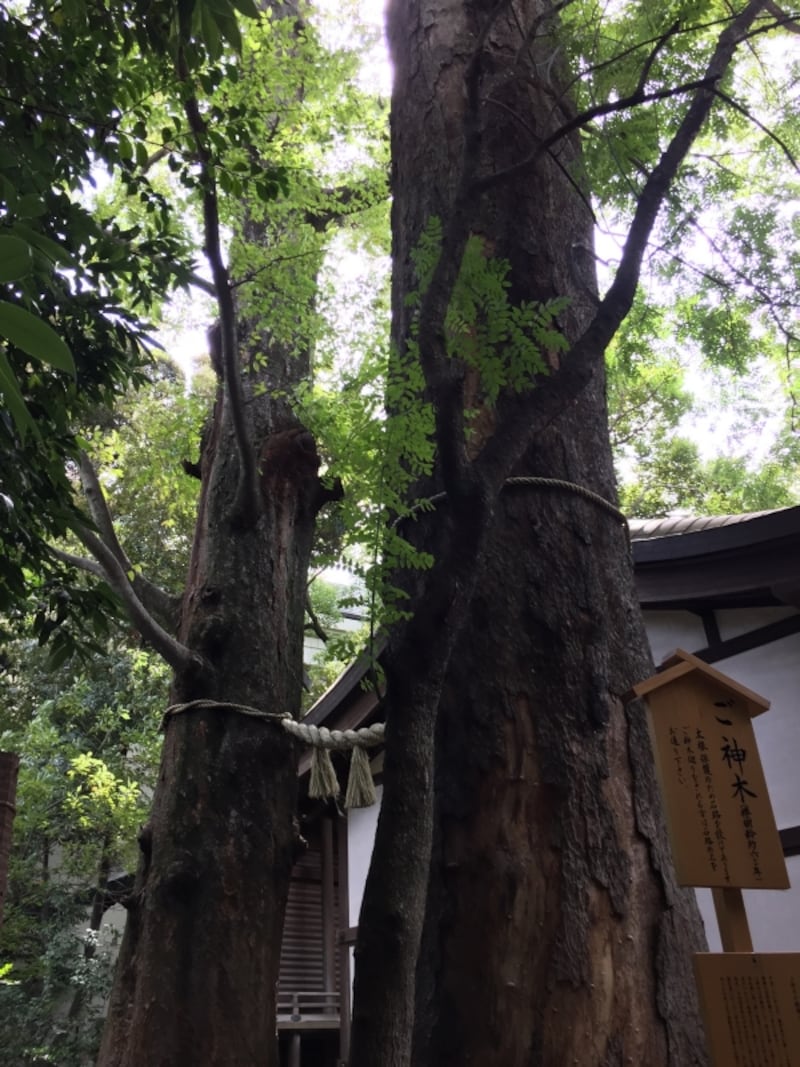 境内のご神木。樹齢約600年の欅の木。